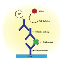 Novus Biologicals&trade;&nbsp;Human 20S Proteasome ELISA Kit (Colorimetric)
